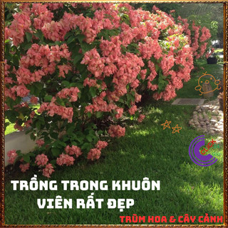Chậu Ngọc Diệp Kim Hoa HỒNG từng chùm rất to nở quanh năm rất dễ trồng⌛Siêu Thị Hoa Và Cây Giống