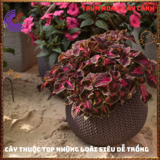 Cây lá gấm TÍM SỌC màu lạ mắt siêu đẹp dễ trồng tía tô cảnh 💍 Làng Hoa Sa Đéc