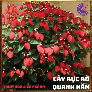 Chậu Ngọc Diệp Kim Hoa ĐỎ rực rỡ nở quanh năm rất dễ trồng⌛Siêu Thị Hoa Và Cây Giống