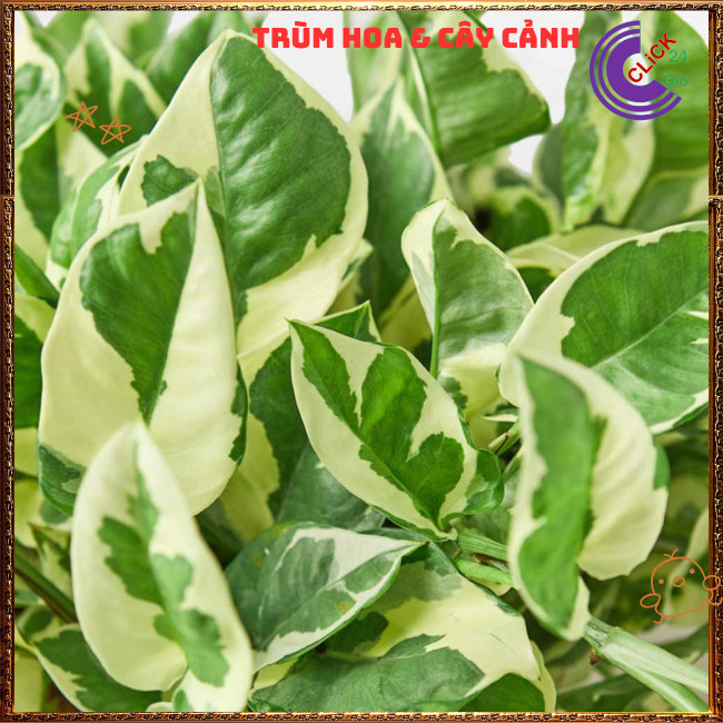 Chậu TRẦU BÀ NGỌC THỦY siêu xinh cây trồng trong nhà ưa mát lọc khí️🌭 Hoa Mười Giờ Bonsai & Phụ Kiện