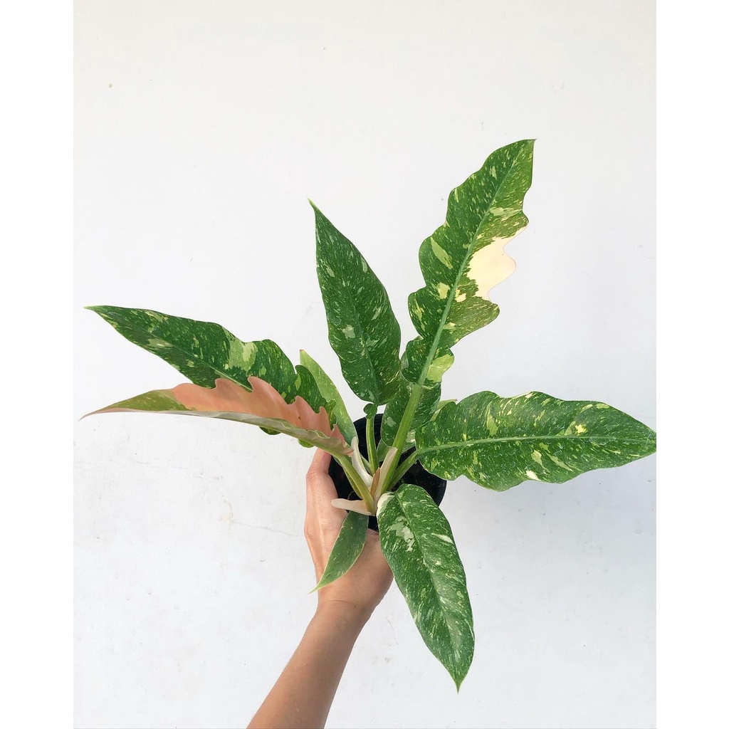 Trầu Bà Cung Đàn Cẩm Thạch – Philodendron Ring Of Fire Variegated - Cây ...