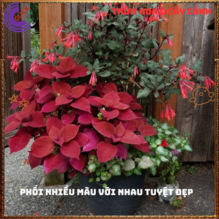 Cây lá gấm ĐỎ SON tuyệt đẹp đăc sắc rất dễ trồng nổi bật không gian️️🥁 MiMa market
