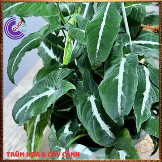Chậu TRẦU BÀ NHUNG sọc trắng cây trồng trong nhà ưa mát lọc khí️🌯 VƯỜN HOA CỔ TÍCH