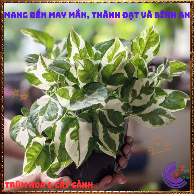 Chậu TRẦU BÀ NGỌC THỦY cây trồng trong nhà ưa mát lọc không khí⏰TRÙM HOA VÀ CÂY CẢNH