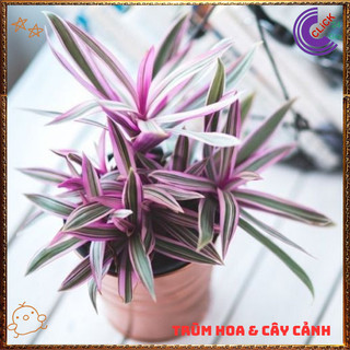Chậu THÀI LÀI SỌC HỒNG siêu xinh xắn mang ý nghĩa xua đuổi tà khí ️️🥁MiMa market