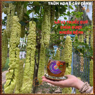 Chậu HUYỀN TRÂN CÔNG CHÚA hoa đẹp lạ mắt nở cả năm vừa là dược liệu️🌯 VƯỜN HOA CỔ TÍCH