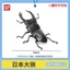 Mô Hình Sách Gashapon MINI Côn Trùng Bọ Cánh Cứng 3 Stag Beetle KRTV