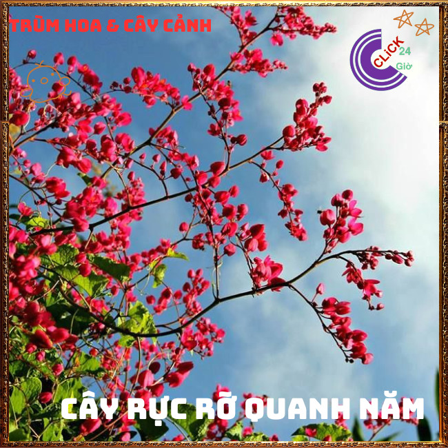Chậu Hoa TIGON màu HỒNG ĐỎ tinh khôi to khỏe sum xuê đang có hoa ️🌭Hoa Mười Giờ Bonsai & Phụ Kiện