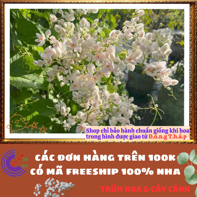 Chậu Hoa TIGON TRẮNG to cao trưởng thành sum xuê khỏe mạnh ⏰TRÙM HOA VÀ CÂY CẢNH