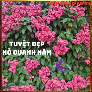 Chậu Ngọc Diệp Kim Hoa HỒNG từng chùm rất to nở quanh năm rất dễ trồng⌛Siêu Thị Hoa Và Cây Giống