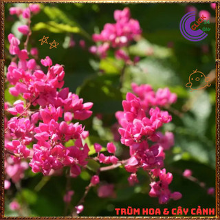 Chậu Hoa TIGON HỒNG ĐỎ to cao trưởng thành sum xuê khỏe mạnh ⌛Siêu Thị Hoa Và Cây Giống