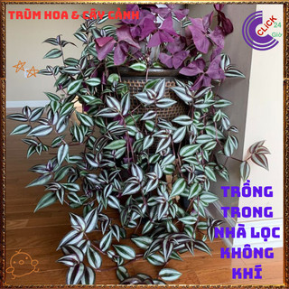 Chậu THÀI LÀI TÍA màu tím tuyệt đẹp làm cảnh vừa đẹp vừa là cây quý ️️🥁MiMa market
