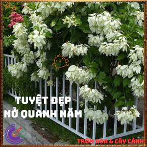 Chậu HOA ÉN BẠC chùm bông to xinh đẹp siêu dễ trồng nở quanh năm🍟Top Loài Hoa Đẹp Nhất Thế Giới