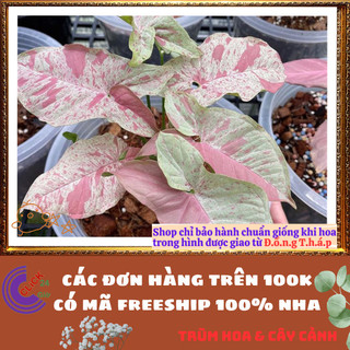 Chậu TRẦU BÀ ĐỐM HỒNG cây trồng trong nhà ưa mát lọc khí️📬 Làng Hoa Sa Đéc