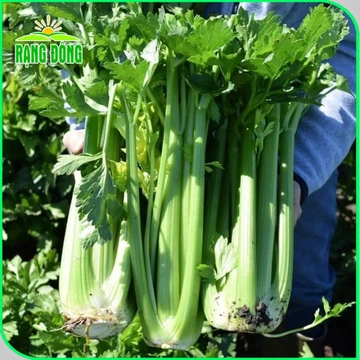 Hạt giống Cần Tây Bẹ To chuyên ép nước, dễ trồng, dễ chăm sóc, sinh trưởng khỏe gói 5gr Hạt giống Rạng Đông 326