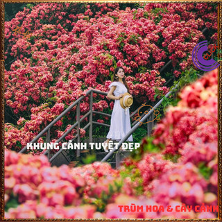 Chậu Hoa BƯỚM HỒNG từng chùm rất to xinh đẹp quanh năm rất dễ trồng️📬 Làng Hoa Sa Đéc