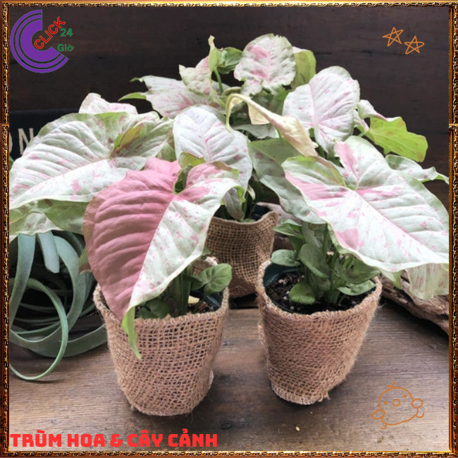 Chậu TRẦU BÀ HỒNG SỮA siêu xinh cây trồng trong nhà ưa mát lọc khí️🌭 Hoa Mười Giờ Bonsai & Phụ Kiện