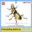 Mô Hình Sách Gashapon MINI Côn Trùng Bọ Cánh Cứng 3 Stag Beetle KRTV
