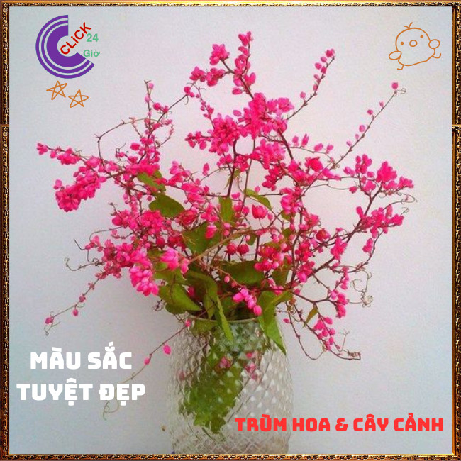 Chậu Hoa TIGON màu HỒNG ĐỎ tinh khôi to khỏe sum xuê đang có hoa ️🌭Hoa Mười Giờ Bonsai & Phụ Kiện