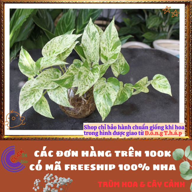 Chậu TRẦU BÀ SỮA cây trồng trong nhà ưa mát lọc không khí⏰TRÙM HOA VÀ CÂY CẢNH