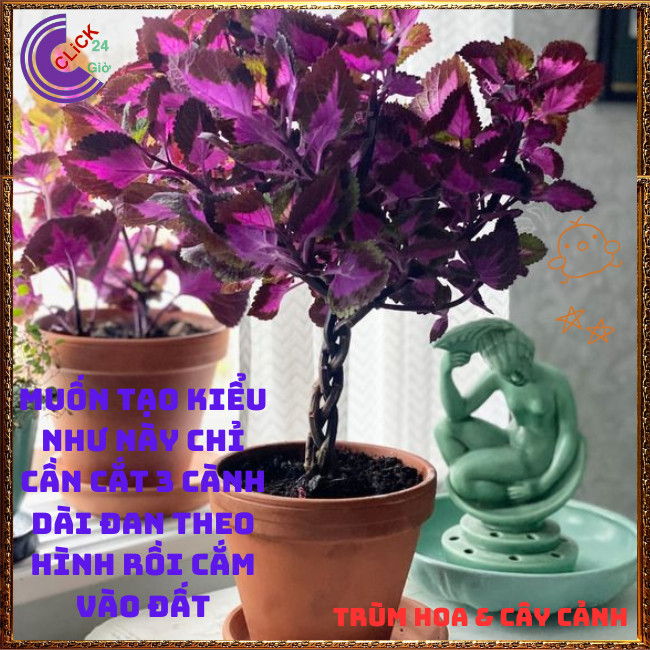 Cây lá gấm TÍM SỌC tía tô cảnh màu lạ đẹp mắt rất dễ trồng️💄 Hoa Mười Giờ Bonsai & Phụ Kiện