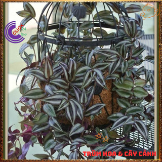 Chậu THÀI LÀI TÍM mới lạ đẹp mắt làm cảnh và làm dược liệu dễ trồng️📬 Làng Hoa Sa Đéc