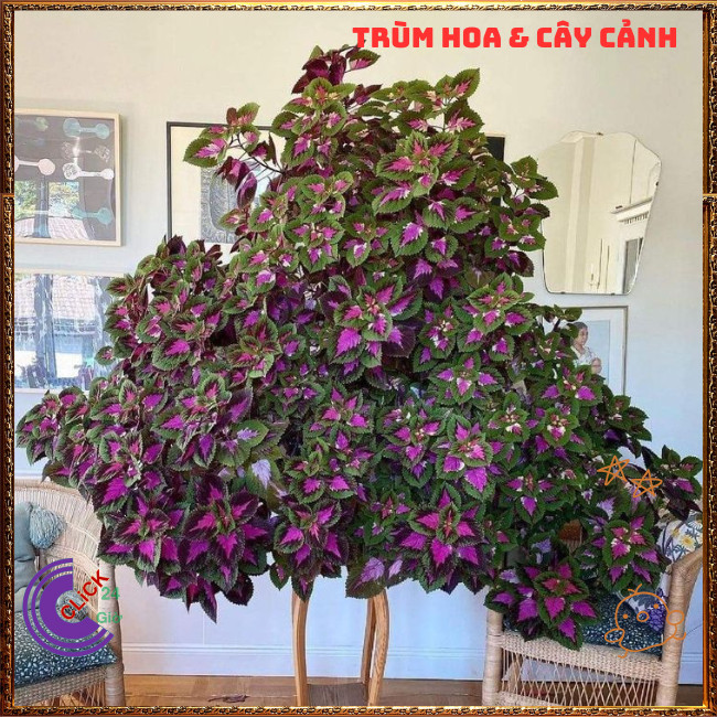 Cây lá gấm TÍM SỌC tía tô cảnh màu lạ đẹp mắt rất dễ trồng️💄 Hoa Mười Giờ Bonsai & Phụ Kiện