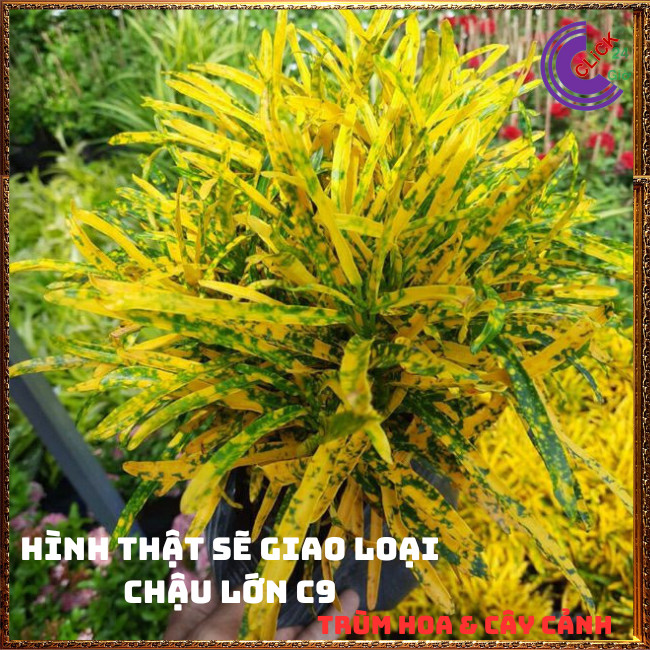 Chậu Cây VÀNG BẠC thu hút tài lộc đem lại tiền tài️🌭 Hoa Mười Giờ Bonsai & Phụ Kiện