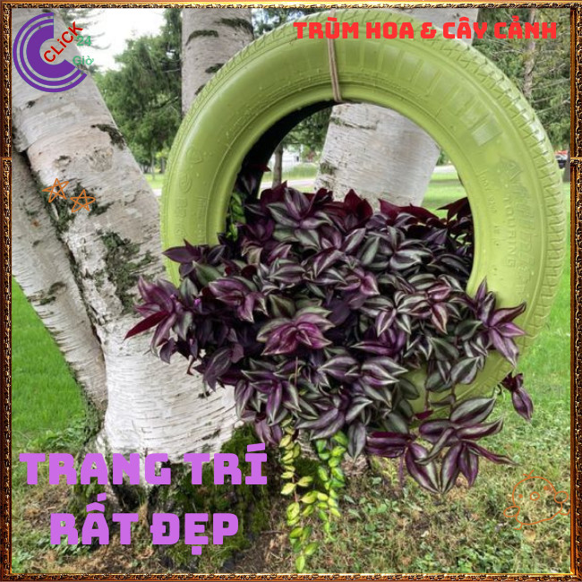 Chậu THÀI LÀI TÍA màu tím tuyệt đẹp làm cảnh vừa đẹp vừa là cây quý ⏰TRÙM HOA VÀ CÂY CẢNH