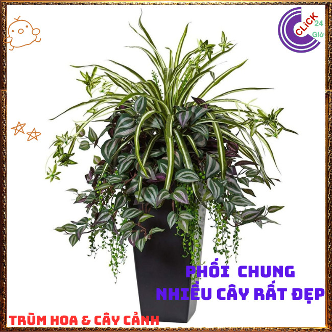 Chậu THÀI LÀI TÍA màu tím tuyệt đẹp làm cảnh vừa đẹp vừa là cây quý ⏰TRÙM HOA VÀ CÂY CẢNH
