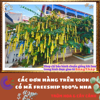Cây HUYỀN TRÂN CÔNG CHÚA hoa đẹp lạ mắt nở cả năm vừa là dược liệu️📣 TRUNG TÂM CÂY GIỐNG VÀ HOA