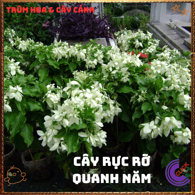 Chậu HOA ÉN BẠC chùm bông to xinh đẹp siêu dễ trồng nở quanh năm️🌭Hoa Mười Giờ Bonsai & Phụ Kiện