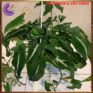 Chậu TRẦU BÀ NHUNG sọc trắng cây trồng trong nhà ưa mát lọc khí️🌯 VƯỜN HOA CỔ TÍCH