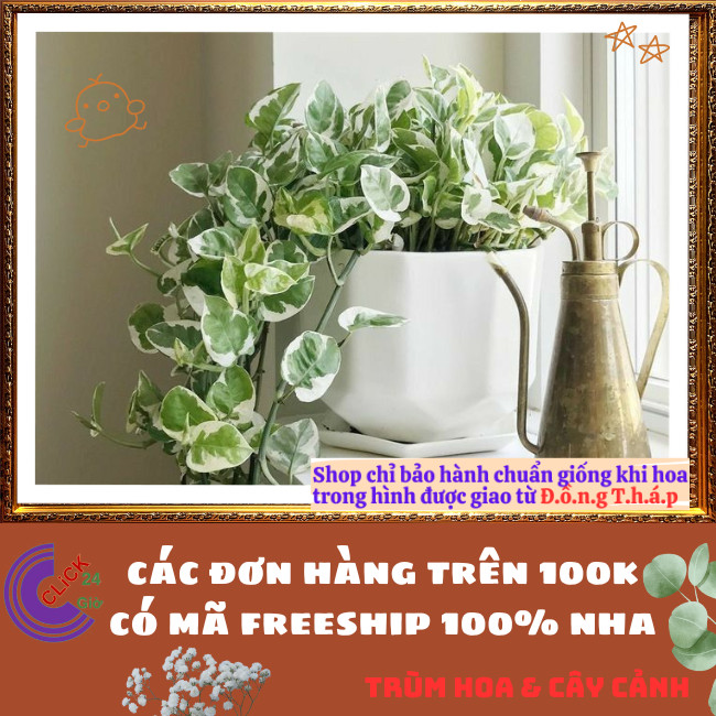 Chậu TRẦU BÀ NGỌC THỦY siêu xinh cây trồng trong nhà ưa mát lọc khí️🌭 Hoa Mười Giờ Bonsai & Phụ Kiện