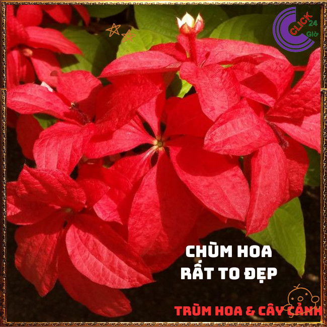 Chậu Ngọc Diệp Kim Hoa ĐỎ rực rỡ nở quanh năm rất dễ trồng⏰TRÙM HOA VÀ CÂY CẢNH