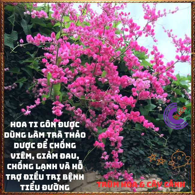 Chậu Hoa TIGON màu HỒNG tinh khôi to khỏe sum xuê đang có hoa ️🌭Hoa Mười Giờ Bonsai & Phụ Kiện