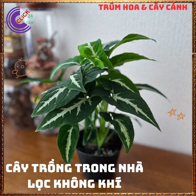 Chậu TRẦU BÀ NHUNG sọc trắng cây trồng trong nhà ưa mát siêu xinh xắn⏰TRÙM HOA VÀ CÂY CẢNH