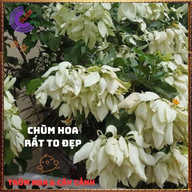 Chậu HOA ÉN BẠC chùm bông to xinh đẹp siêu dễ trồng nở quanh năm️🌭Hoa Mười Giờ Bonsai & Phụ Kiện