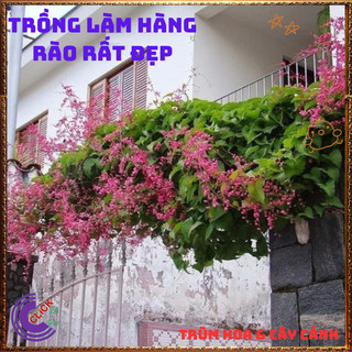 Chậu Hoa TIGON màu HỒNG giao cây to cao 50-60cm khỏe mạnh sum xuê️📜 Hoa Đẹp Dễ Trồng