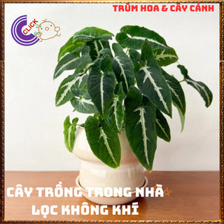 Chậu TRẦU BÀ NHUNG sọc trắng cây trồng trong nhà ưa mát lọc khí️🌯 VƯỜN HOA CỔ TÍCH