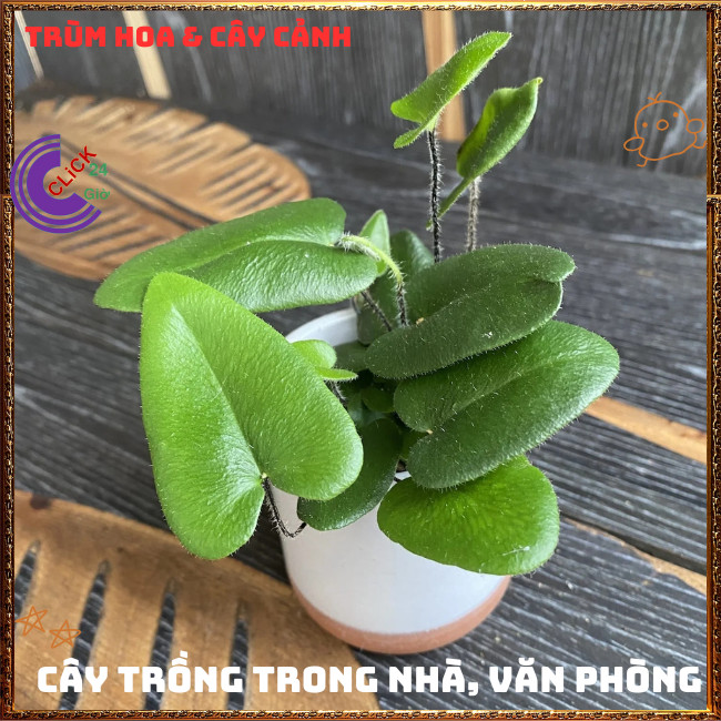 Chậu TRẦU BÀ LÁ TIM xinh xắn cây trồng trong nhà ưa mát lọc không khí⏰TRÙM HOA VÀ CÂY CẢNH