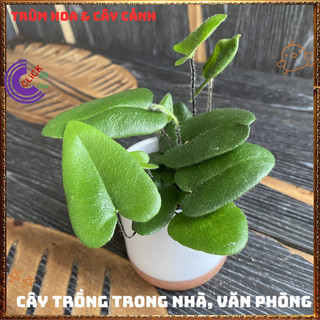 Chậu TRẦU BÀ LÁ TIM xinh xắn cây trồng trong nhà ưa mát lọc không khí️️🥁MiMa market