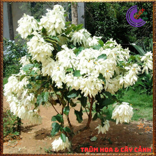 Chậu Hoa BƯỚM BẠC từng chùm rất to xinh đẹp quanh năm rất dễ trồng️📣 TRUNG TÂM CÂY GIỐNG VÀ HOA