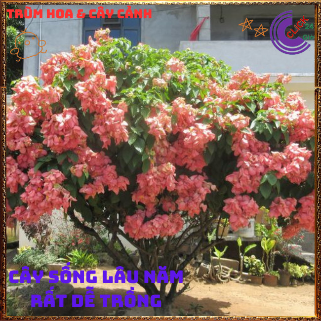 Chậu HOA ÉN HỒNG chùm bông to xinh đẹp siêu dễ trồng nở quanh năm️🌭Hoa Mười Giờ Bonsai & Phụ Kiện