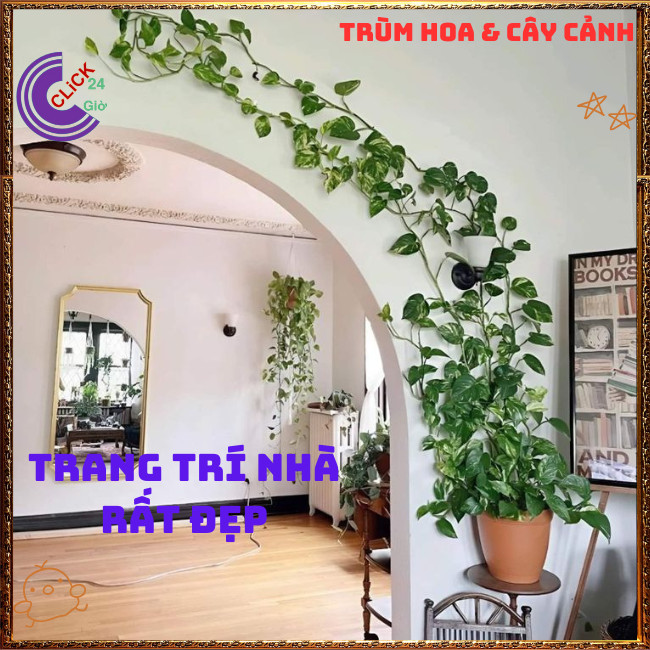 Chậu TRẦU BÀ CẨM THẠCH VẠN NIÊN THANH cây trồng trong nhà ưa mát️🌭 Hoa Mười Giờ Bonsai & Phụ Kiện