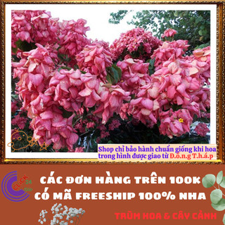 Chậu Ngọc Diệp Kim Hoa HỒNG từng chùm rất to nở quanh năm rất dễ trồng⌛Siêu Thị Hoa Và Cây Giống