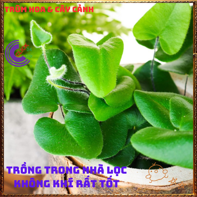 Chậu TRẦU BÀ LÁ TIM siêu xinh cây trồng trong nhà ưa mát lọc khí️🌭 Hoa Mười Giờ Bonsai & Phụ Kiện