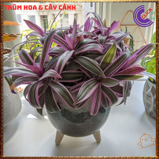 Chậu THÀI LÀI SỌC HỒNG siêu xinh xắn mang ý nghĩa xua đuổi tà khí ️️🥁MiMa market