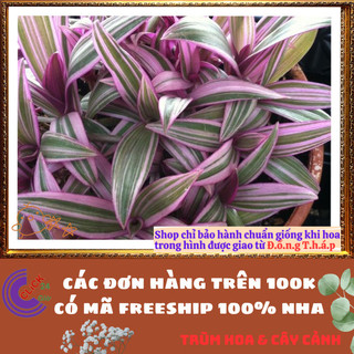Chậu THÀI LÀI SỌC HỒNG siêu xinh mang ý nghĩa tốt lành vui vẻ️🌯 VƯỜN HOA CỔ TÍCH
