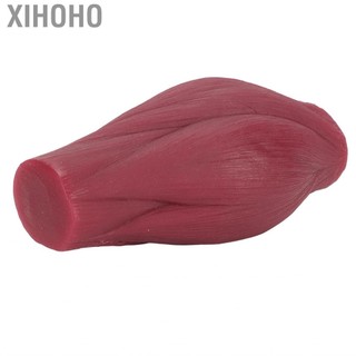 Xihoho Cơ thể con người Mô hình bản sao cơ bắp Kết cấu nhựa Bản sao 1lb cho